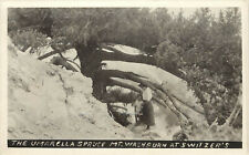 RPPC Postcard The Umbrella Spruce Mt. Washburn At Switzer's Camp San Gabriel Mtn picture