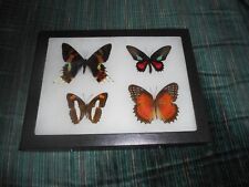 4 real framed lepidoptera Butterflies in 6x8 riker mount    #c picture