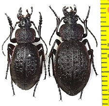 Carabidae, Carabus (Diocarabus) loschnikovi loschnikovi pair A1, E.Russia (Tyva) picture
