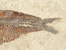 Visible SCALES On This 50 Million Year Old FISH Fossil With Stand Wyoming 333gr picture