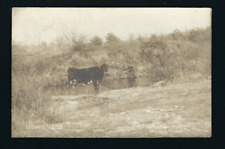 Bristow Iowa IA 1909 RPPC Cow by Stream, sent from SWAN RIVER Minn, TINY TOWN picture