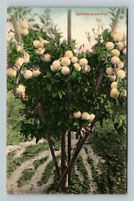 California Grape Fruit Tree Vintage Souvenir Postcard picture
