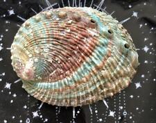 Small Abalone Shell for Smudging or Burning Incense picture