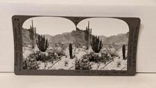 a553, Keystone SV; Typical Cacti of Southern Arizona Desert; 1130-32684, 1930s picture