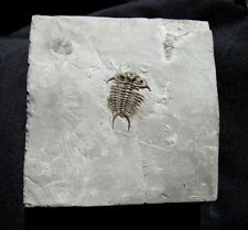 EXTINCTIONS- BEAUTIFUL QUEBEC CERAURUS TRILOBITE WITH CYSTOID AND BRACHIOPOD picture