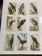 1915 Sixth series useful birds of America 15 card complete set clean 6th Church picture