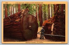 Postcard A Fallen Giant Humboldt State Redwood Park Redwood California Unposted picture