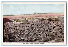 c1920's Farm, Fence, Barnhay, Lamb Feeding in North Colorado CO Postcard picture
