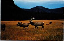 Postcard WY Elk grazing in a lush meadow picture