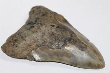 MEGALODON Shark Tooth Fossil No Repair Natural 4.95