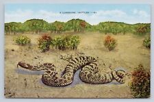 Postcard A Lonesome Rattler Snake picture
