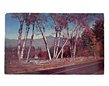 NEW HAMPSHIRE • Mt Chocorua White Mountains Birch Trees • Posted 1955 Littleton picture