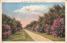 Pasadena CA, Oleander Drive, Southern California, Vintage Postcard picture