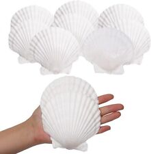  10Pcs Sea Shells White Scallop Shells For Crafts Baking Cooking Serving picture