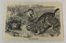 1885 magazine engraving ~ THE PRAIRIE DOG picture