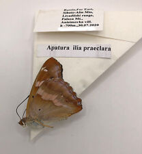 Nymphalidae APATURA ILIA PRAECLARA***** male *****Far East ,Sichote Alin picture