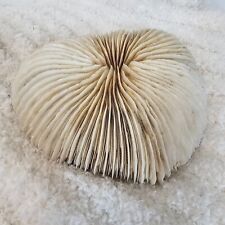 Fungia Fungites Mushroom Coral Skeleton Natural White Aquarium Tank Beach Ocean picture