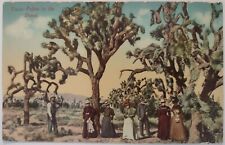Vintage Postcard Yucca Palms in the Desert Divided Back AA22 picture
