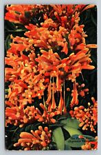 c1955 The Flame Vine in Florida Vintage Postcard 1131 picture