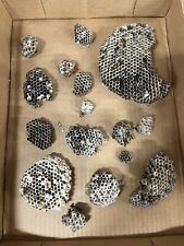 Wasp Nest Lot Natural &Abandoned Paper nests WV - Taxidermy Class Nonviable picture