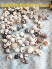 Huge Lot Miniature Shells Tegula, Slipper, Trocha And More - Estate Find  picture