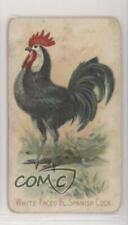 1907 Philadelphia Caramel Zoo Chickens E31 White-Faced Black Spanish Cock z6d picture
