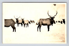 RPPC Portrait of Herd of Elk Grazing Real Photo Postcard picture