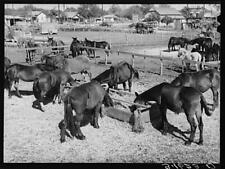 Photo:Mules feeding in sale lot. Taylor, Texas picture