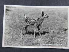 1949 Postcard RPPC Fawn Deer A young Un Eastman's Studio B2589 picture