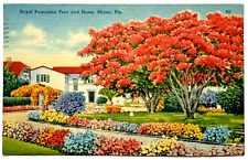 Royal Poinciana Tree and Home Miami Florida FL Colorful Floral 1945 Postcard picture