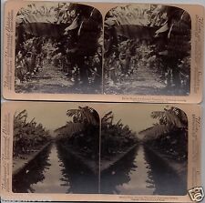 Hawaiian Islands (2) Real Photograph Stereoviews 1896 Underwood & Underwood picture