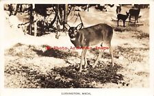 MI, Ludington, Michigan, RPPC, Deer, 1936 PM, Photo picture