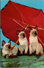 1950s CAT Greetings Postcard Three Siamese Cats / Red Umbrella / Curteich CHROME picture