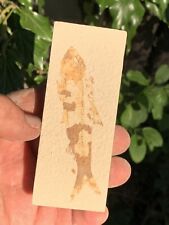 ☘️RR⛏: Wyoming Fish Fossil, Slabbed, Green River Formation, 4.25” picture