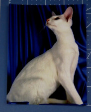 Postcard Foreign Oriental White Pedigree Cat 4.125