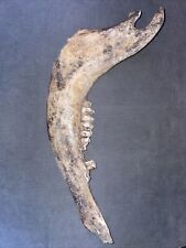 Rare Bison Jaw Ice Age Late Pleistocene 10,000-18,000 Years Old picture