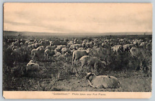 Postcard~ Contentment~ Sheep~ Photo Taken Near Fort Pierre, South Dakota SD picture