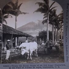 Antique 1902 Stereoview Photo Card Sugar Royal Palms Volcano de Aqua Guatemala  picture