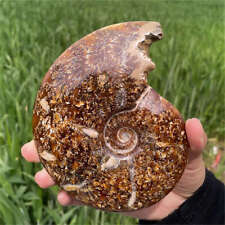 350g Natural Ammonite Fossil Quartz Crystal Specimen Reiki Healing picture