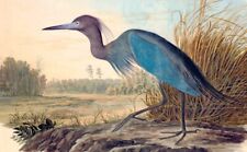 Art Oil painting nice bird landscape little-blue-heron-John James Audubon picture