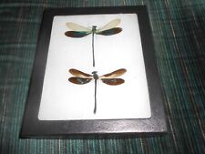 2 different real framed dragonflies in 5x6 riker mount    #17 picture