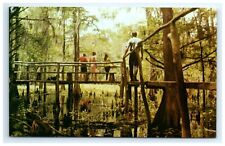 Postcard Catwalk Fisheating Creek Swamp Tom Gaskins Cypress Knee Museum Florida picture