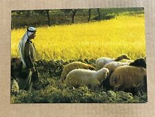 Postcard Bethlehem Shepherd’s Field Sheep West Bank Palestine picture