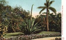 Postcard FL Royal Palm & Century Plant Craignan Place Florida Vintage PC H8306 picture
