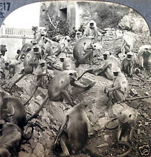 Keystone Stereoview of Sacred Monkeys at Galta, India from 1930’s T600 Set #T517 picture