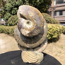 6.51LB  Natural Beautiful Ammonite Fossil Conch Crystal Specimen Healing picture