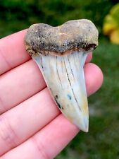 Stunning Bakersfield Planus Fossil Shark Tooth Hill Mako Great White Teeth Gem picture