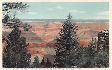 Grand Canyon seen through the Pines on the Rim AZ Fred Harvey Postcard H-1506 picture