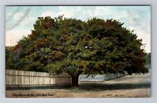 Thomasville GA-Georgia, Live Oak Tree, Antique Vintage Souvenir Postcard picture