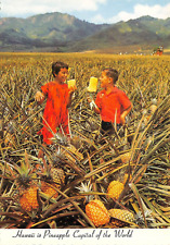 HAWAII Field Ripe Pineapples Postcard 7583c picture
